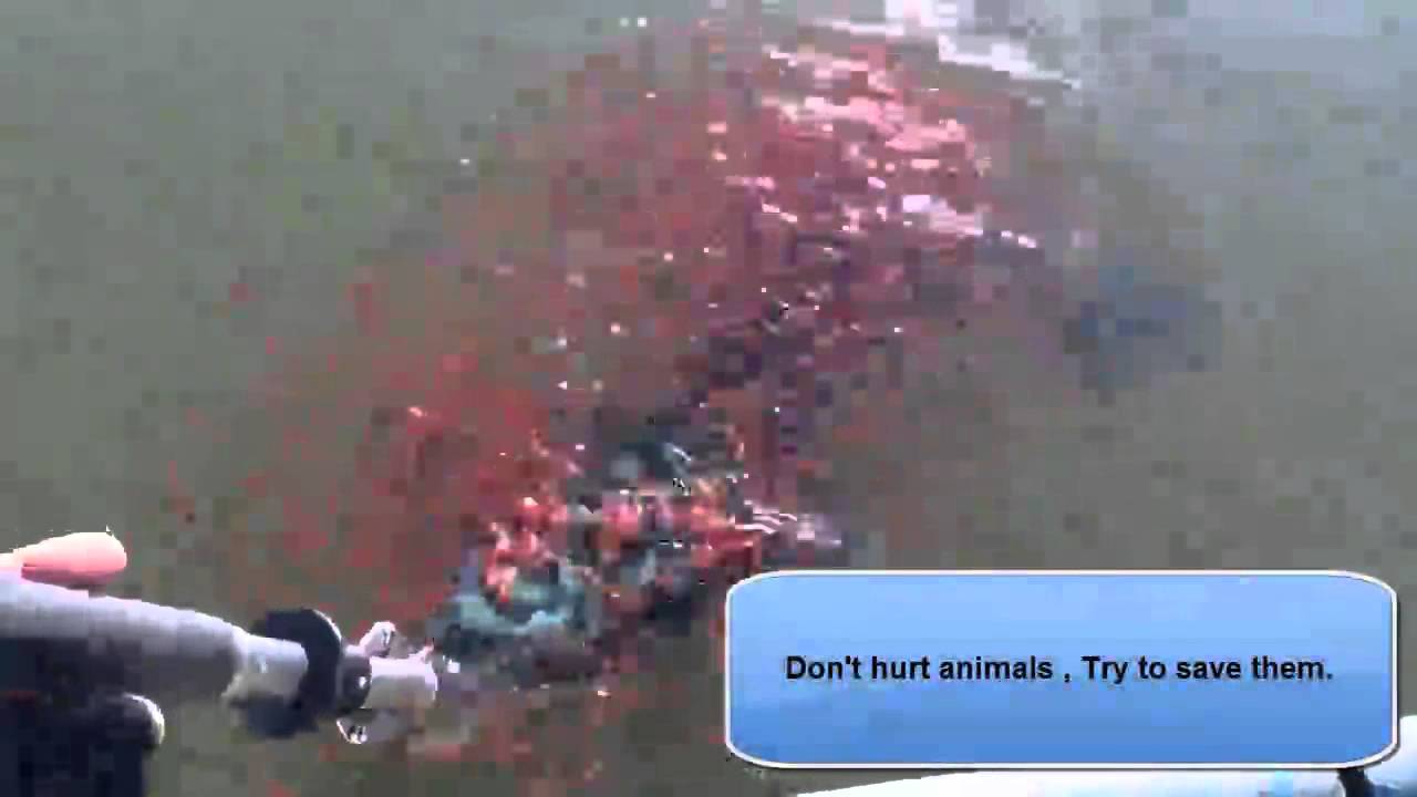 The Little guys try to save their mother(Don't hurt Animals, Try to ...