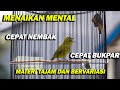 PANCINGAN PLECI GACOR CEPAT NEMBAK DAN MENAIKAN MENTAL DENGAN MATERI TAJAM DAN BERVARIASI