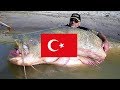 SİZİ YİYEBİLİR, Türkiyede TATLI SULARDA Yaşayan 10 ETÇİL Balık