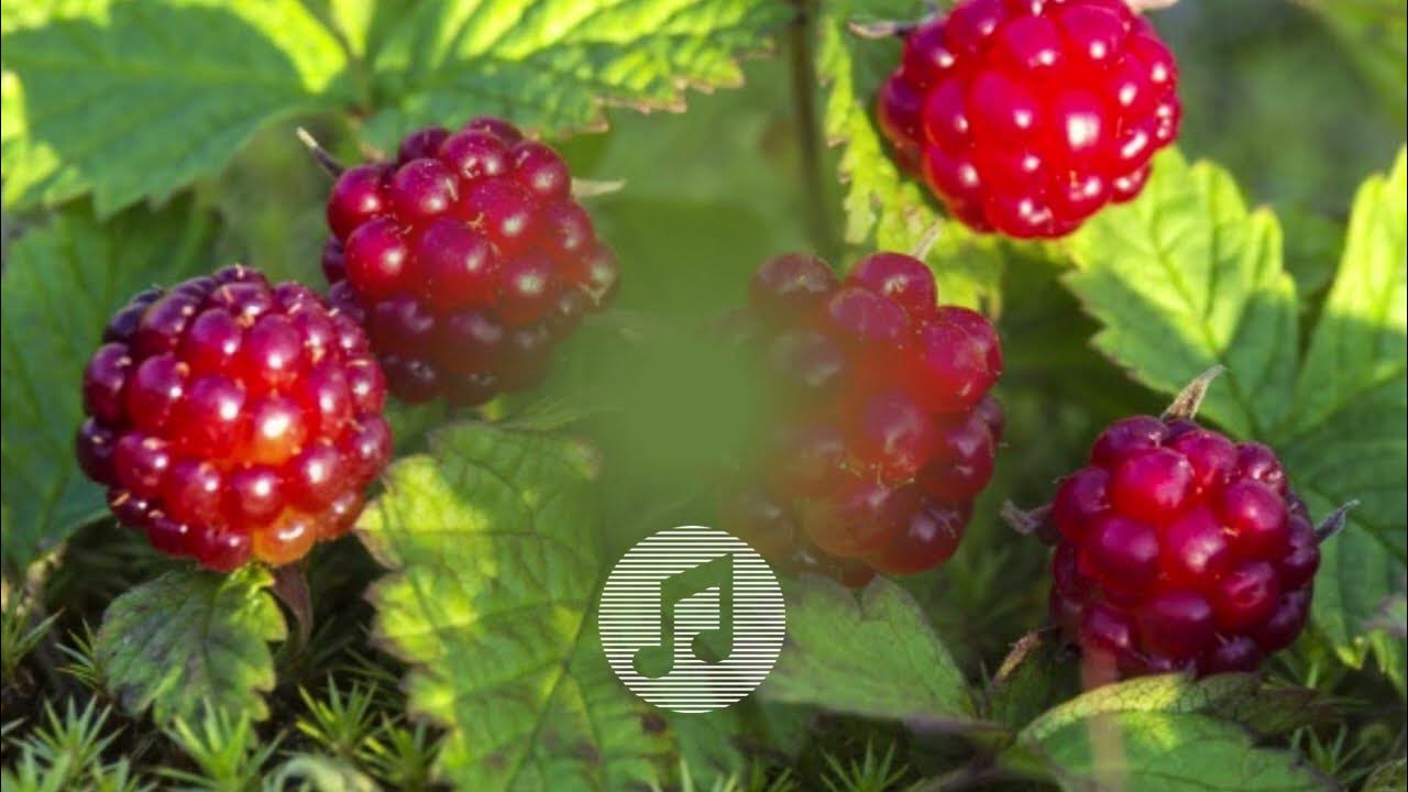 княженика обыкновенная. малина княженика. княженика обыкновенная ягоды. арктическая малина. поляника княженика.