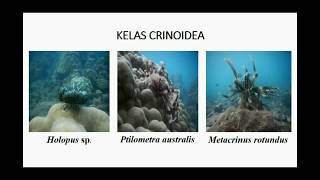 FILUM ECHINODERMATA