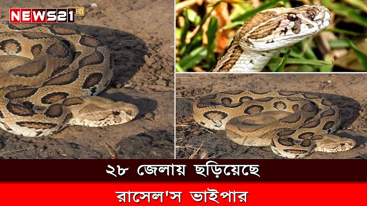 ২৮ জেলায় ছড়িয়েছে রাসেল'স ভাইপার | NEWS 21 BANGLA TV