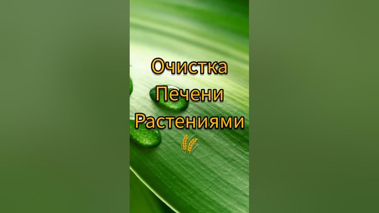 Очистка печени растениями #печень #травы #рецепт #лечение - YouTube