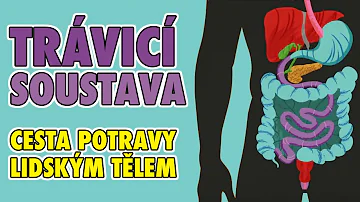 Jaký je tvar žaludku?