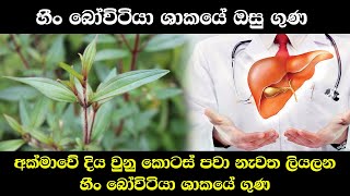 හීං බෝවිටියා ශාකයේ ඔසු ගුණ | Heen Bovitiya | Osbeckia Octandra