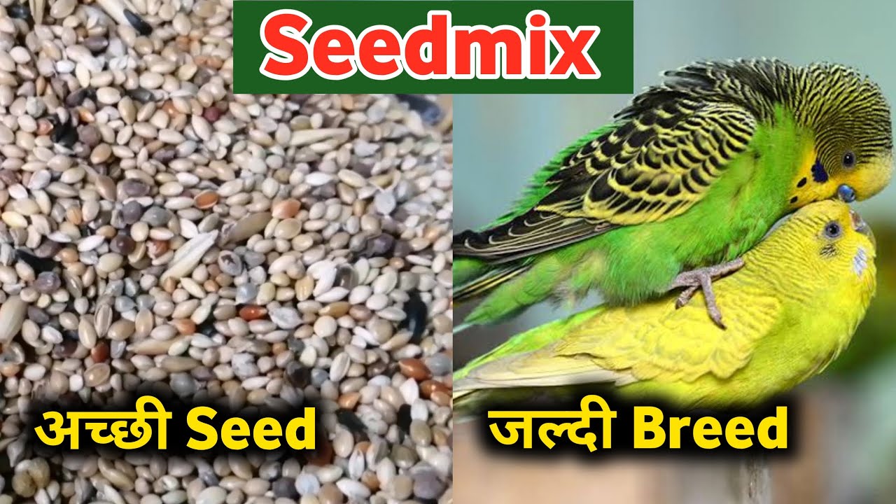 View of SEED MIX FOR BUDGIES IN BREEDING TIME | अच्छी SEEDS जल्दी BREED | BIRDS ...