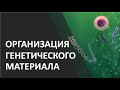 Организация генетического материала эукариот