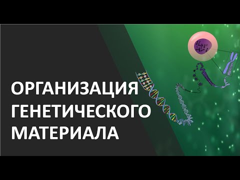 Организация генетического материала эукариот