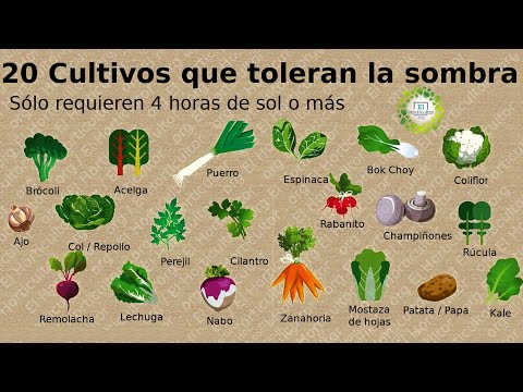 Vídeo: Plantas Nutritivas De Sombra Nocturna: Tomates, Papas Y Más