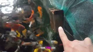Vi Sinh Mhkf 6 In 1 Của Minh Hưng Koi Farm
