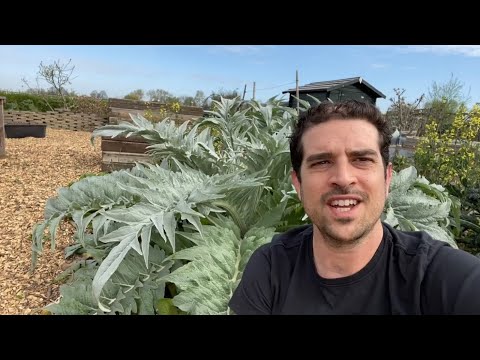 Video: Wat is de grote met vloeistof gevulde ruimte in plantencellen?