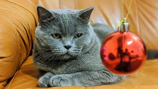 British Shorthair vs Christmas tree toy by The Famous Tom 123 views 3 years ago 1 minute, 47 seconds