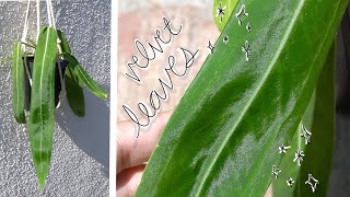 ✨taking care of a rare anthurium pallidiflorum for months✨