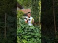 Ecco quando NON dovresti MANGIARE i CETRIOLIðŸ¥’ðŸ¥’ðŸ¥’
