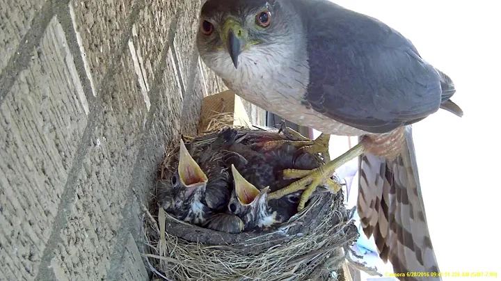 Hawk steals two 14 day old baby robins right out o...