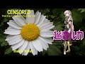 【Megurine Luka】バトンリレー(松任谷由実) 2010;Baton Relay  (Yumi Matsutoya)【Vocaloid 5】巡音ルカ