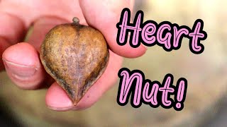 HEARTNUT : The NUT That Is Shaped Like A HEART - Weird Fruit Explorer
