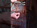 طريقة صنع قفص طيور Learn To Make Bird