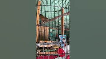Masteran burung VIRAL TEPUS KEPALA ABU. #kicaumania #kicaumanianusantara #burung #burungkicau