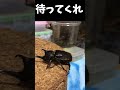 国産カブトムシvs国産ノコギリクワガタ
