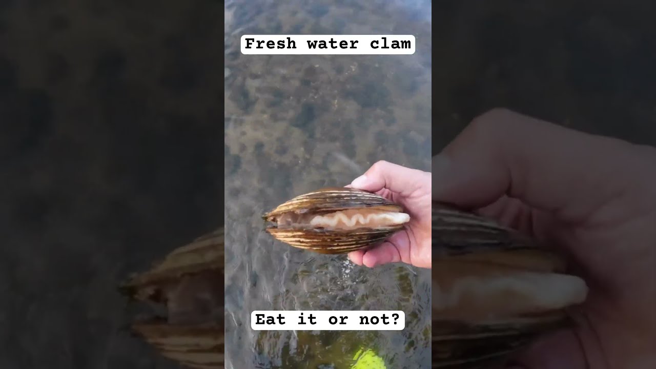 Would You Eat This Freshwater River Clams Big Clam Riverexploration Riverfishing