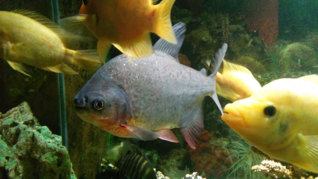 Красный паку