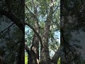 The sound of silence - beautiful nature 🌳🌿💚😍🦋🌈