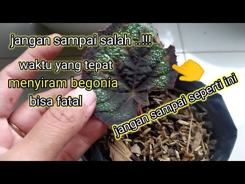 Video: Bolehkah begonia bertahan dari fros?