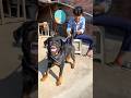 Save my brother || #rottweiler #viral #dog #shorts