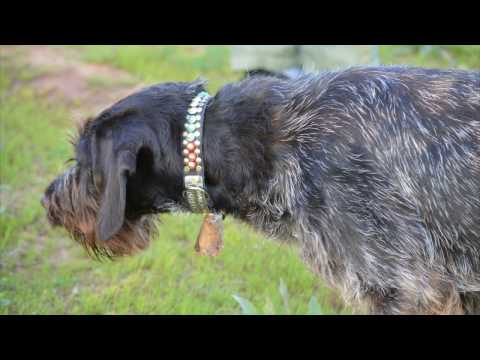 Βίντεο: Όγκος του εγκεφάλου (Αστροκύτωμα) σε σκύλους