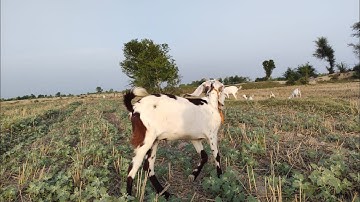 Village beautiful amazing farm video 21, 2023