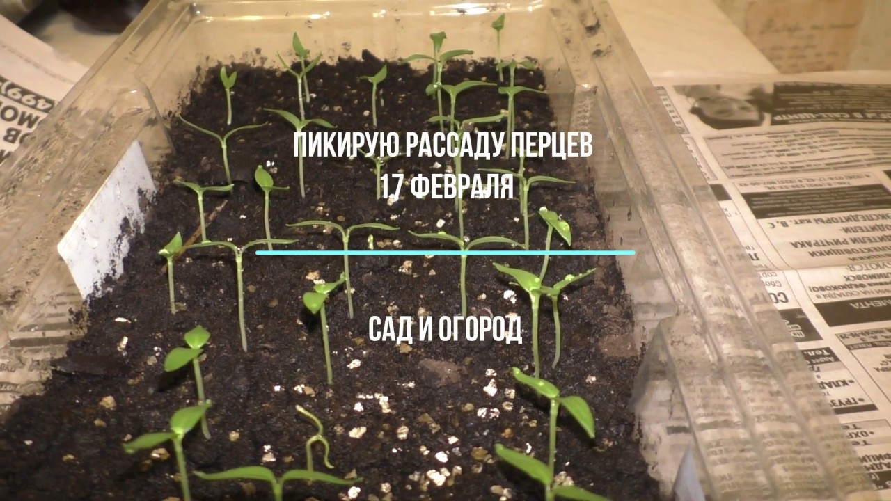 Пикировка перца когда можно. Пикировать рассаду что это. Пикировка перца на рассаду. Когда пикировать перец фото. Во что пикировать рассаду перца.