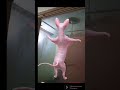 Le Chat Qui Danse Et Qui Miaule 