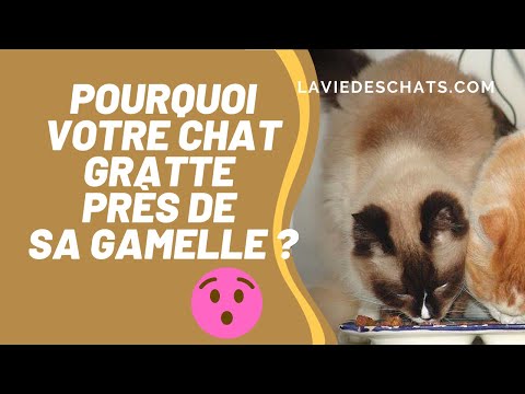 Vidéo: Comment Freiner Les Comportements Destructeurs De Chat Qui Grattent