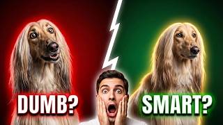 Afghan Hound Intelligence: Dumb or Just Misunderstood?