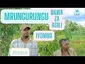 DAWA ZA ASILI MRUNGURUNGU IHAAKA NA IYOMBO DAWA ZA ASILI MRUNGURUNGU IHAAKA NA IYOMBO