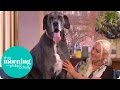 Holly and Phillip Meet the World's Tallest Dog | This Morning