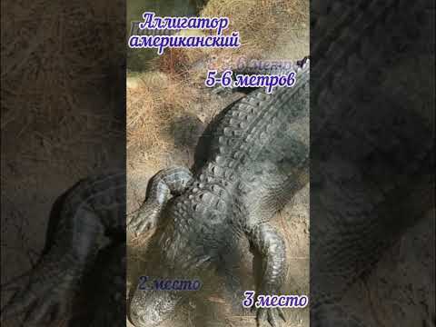 Video: Afriški krokodil: vrste, razširjenost