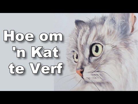 Video: Hoe Om Te Weet Of 'n Kat Of 'n Kat