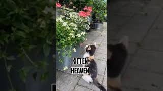 #kitten Kittensheaven #kittenslife #kittenlove