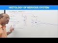 Histology of the Nervous System