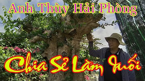 Chia Sẻ Quý Về Cách Làm Cây Duối Của Anh Thùy Hải Phòng