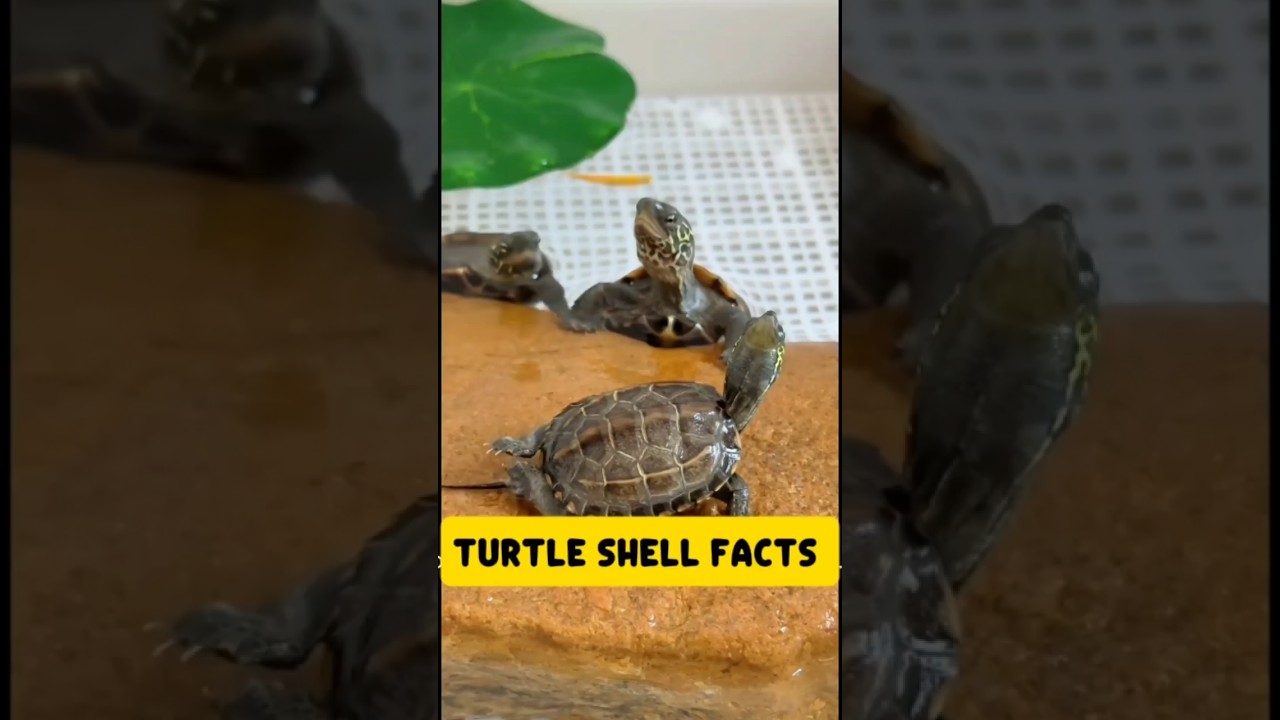 turtle shell part of bone? 