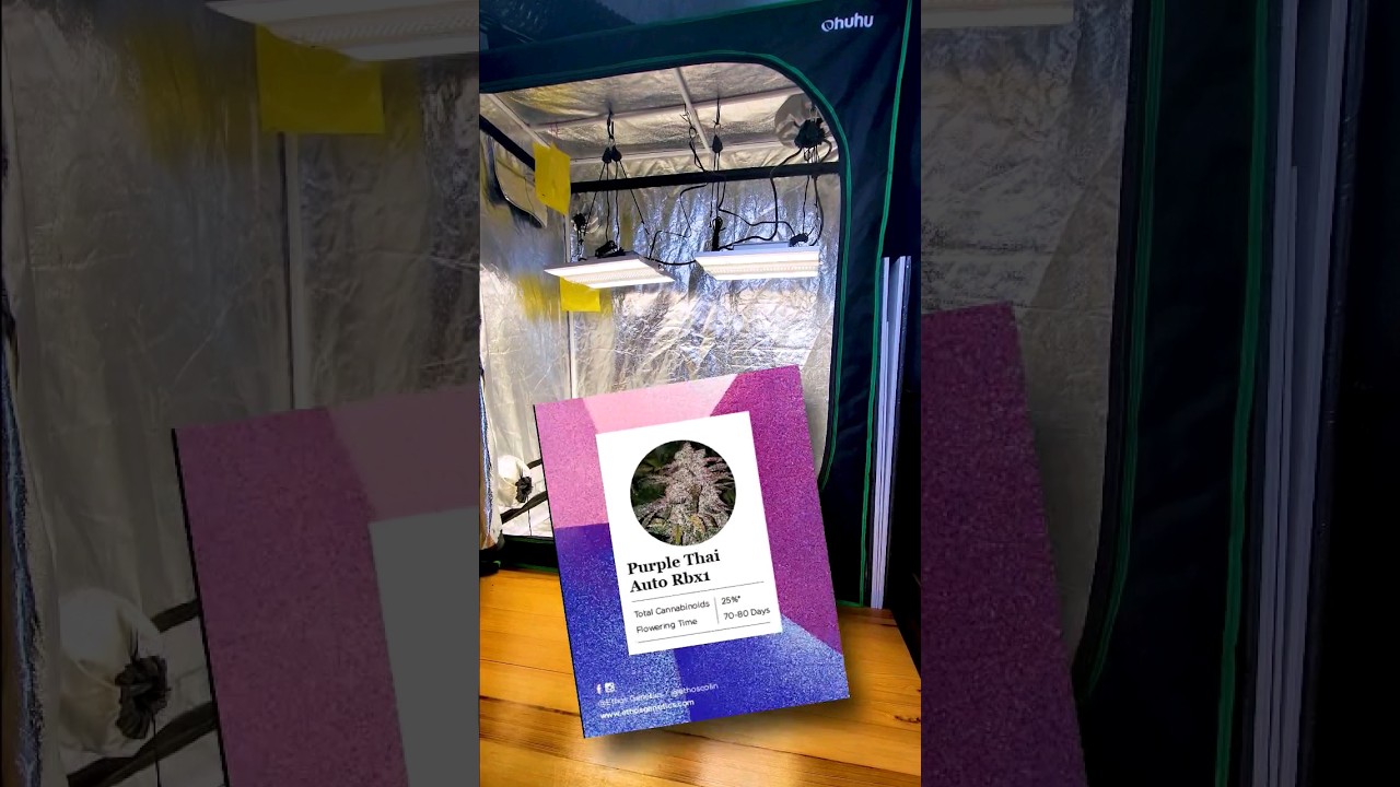 Purple Thai Autoflower Grow (ViparSpectra XS1500 Pro) 