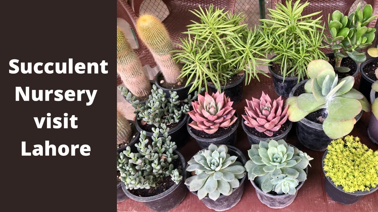 Nursery visit model town lahore ( succulents).Urdu Hindi YouTube
