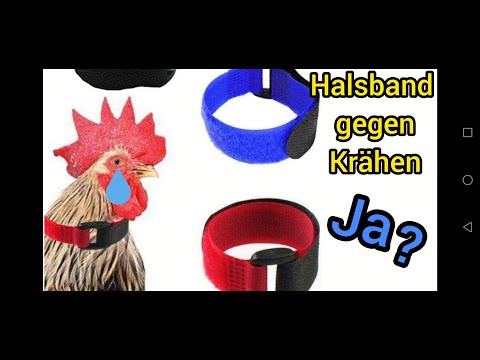 Video: Können Hähne nachts krähen?