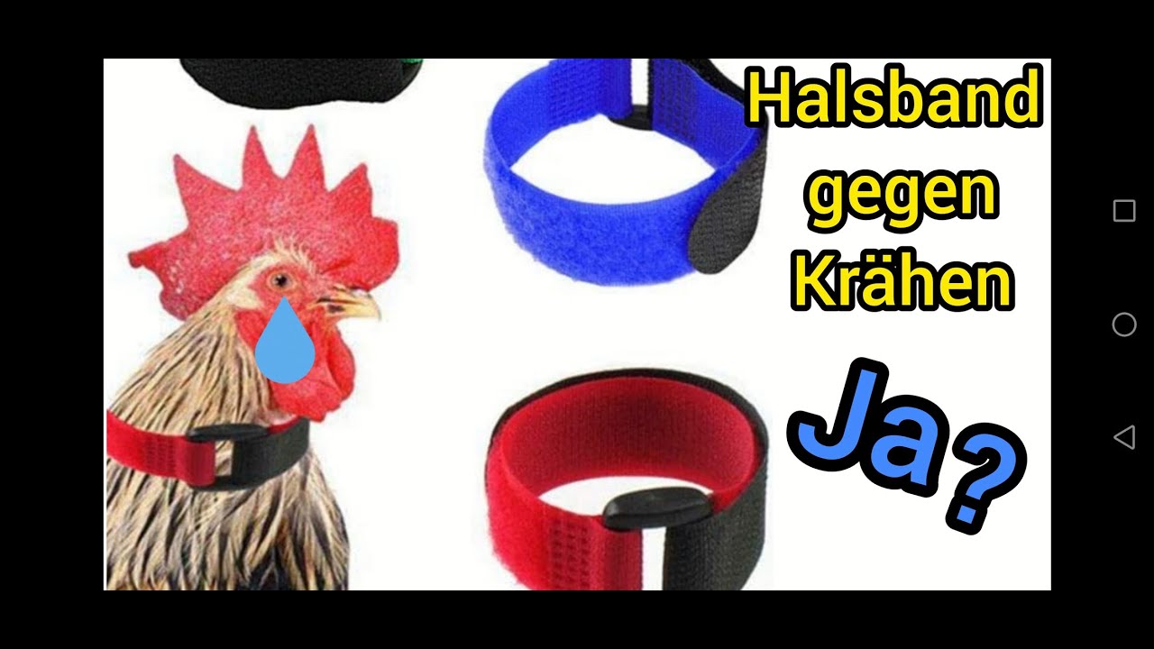 Was tun wenn Hahn krht. Halsband gegen Krhen, ist es Tierqulerei!?  Halsband selber machen - YouTube