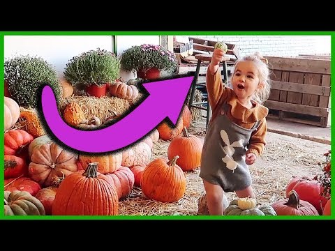 pumpkin patch nz FIRST TIME TO SEE A GOURD!?