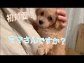 【トイプードル】新しいママさんと初対面の子犬