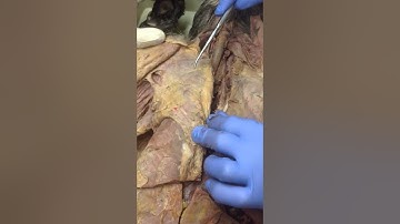 Cat Dissection External Structure